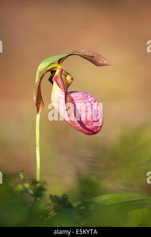 Stammlose Lady &#39; s Slipper (Cypripedium Acaule), Minnesota, Vereinigte Staaten Stockfoto