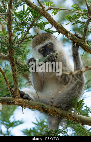 Vervet Affe (Chlorocebus) Fütterung, Lake Mburo National Park, Uganda Stockfoto