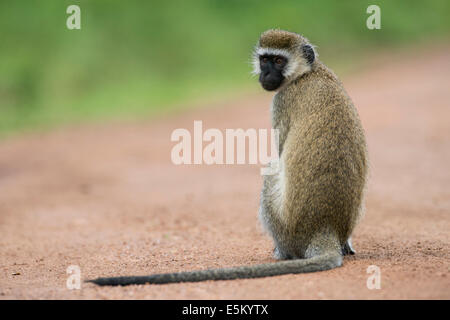 Vervet Affe (Chlorocebus), Lake Mburo National Park, Uganda Stockfoto