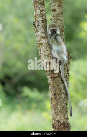 Vervet Affe (Chlorocebus) Fütterung, Lake Mburo National Park, Uganda Stockfoto