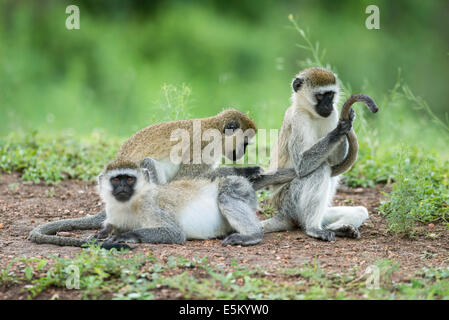 Vervet Affe (Chlorocebus), gegenseitige Fellpflege, Lake Mburo National Park, Uganda Stockfoto