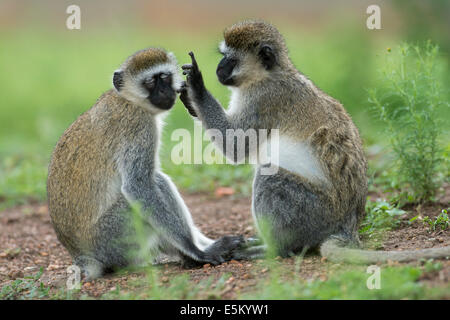 Vervet Affe (Chlorocebus) Pflege, Lake Mburo National Park, Uganda Stockfoto