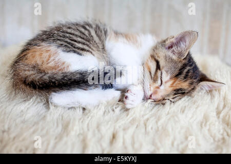 Schlafende Katze Stockfoto
