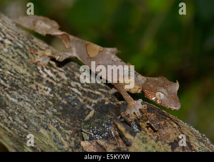 Satanische Blatt Tailed Gecko (Uroplatus Phantasticus), Ranomafana Nationalpark, Provinz Fianarantsoa, Madagaskar Stockfoto