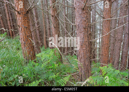 Alge Trentepohlia SP. wahrscheinlich Abietina, wachsen auf Rinde von Bäumen der Korsischen Schwarzkiefer, Pinus Nigra, Wales, UK. Stockfoto