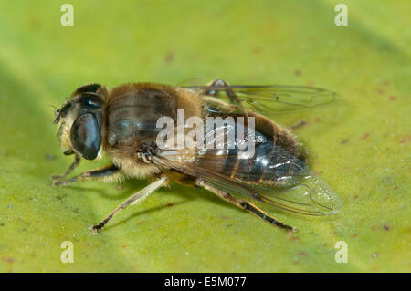 Dronefly (Eristalis Tenax), Weiblich, Baden-Württemberg, Deutschland Stockfoto
