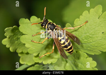 Europäische Paper Wasp (Polistes Dominula), Baden-Württemberg, Deutschland Stockfoto