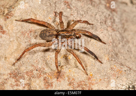 Pardosa Lugubris Wolfspinne (Pardosa Lugubris), Baden-Württemberg, Deutschland Stockfoto