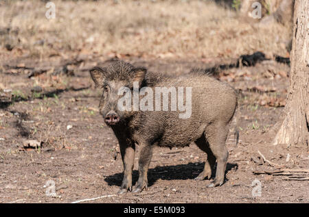 Indische Wildschwein (Sus Scrofa Cristatus), Nagarhole Nationalpark, Karnataka, Indien Stockfoto