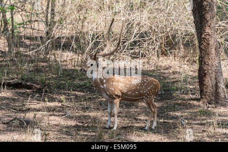 Chital (Axis Axis), Nagarhole Nationalpark, Karnataka, Indien Stockfoto