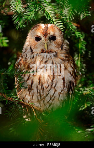 Waldkauz (Strix Aluco), North Rhine-Westphalia, Deutschland Stockfoto