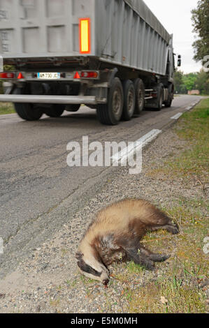 Toten Dachs (Meles Meles) neben Straße, Provence, Südfrankreich Stockfoto