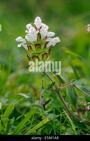 Schnitt-leaved Selfheal - Prunella Laciniata Weiße Wiese Blume Stockfoto