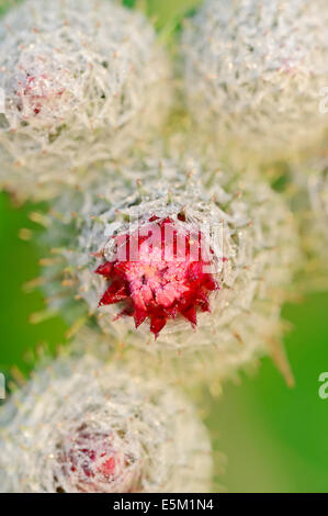 Wollige Klette, behaarte Klette, Downy Klette oder Baumwolle Klette (Arctium Hornkraut), North Rhine-Westphalia, Germany Stockfoto