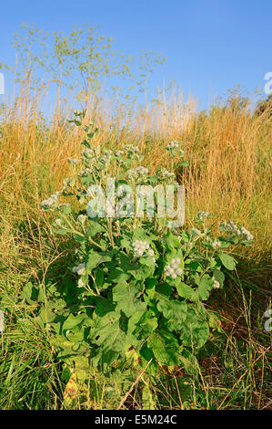 Wollige Klette, behaarte Klette, Downy Klette oder Baumwolle Klette (Arctium Hornkraut), North Rhine-Westphalia, Germany Stockfoto