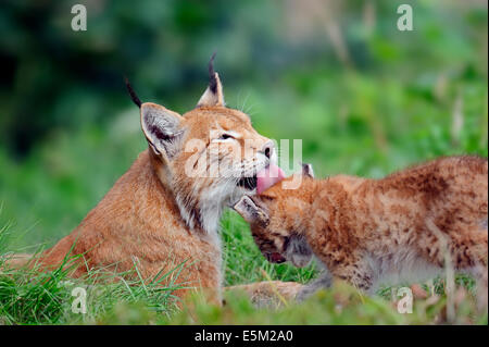 Eurasischer Luchs (Lynx Lynx), Weibchen mit Jungtier Stockfoto