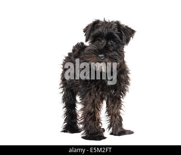 Zwergschnauzer ist auf einem weißen Hintergrund isoliert Stockfoto