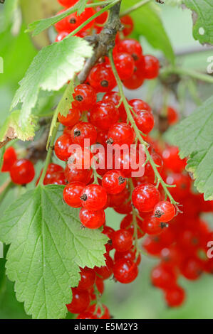 Rote Johannisbeere (Ribes Rubrum), Beeren Stockfoto