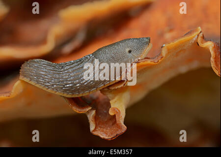 Große rote Schnecke oder größere rote Nacktschnecke (Arion Rufus), Dunkelphase auf Pilz, North Rhine-Westphalia, Deutschland Stockfoto