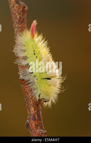 Blasse Tussock Moth (Dasychira Pudibunda, Calliteara Pudibunda, Elkneria Pudibunda), Raupe, North Rhine-Westphalia, Germany Stockfoto