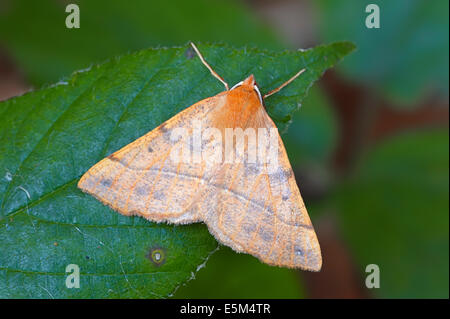 Gefiederte Thorn Moth (Colotois Pennaria), North Rhine-Westphalia, Deutschland Stockfoto