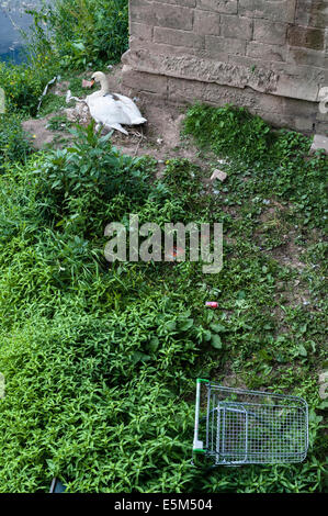 Ein städtischer Schwan, der seine Familie in einem Nest aus weggeworfenem Müll aufzieht, unter der Brücke über den Fluss Wye in der Mitte von Hereford, Großbritannien Stockfoto