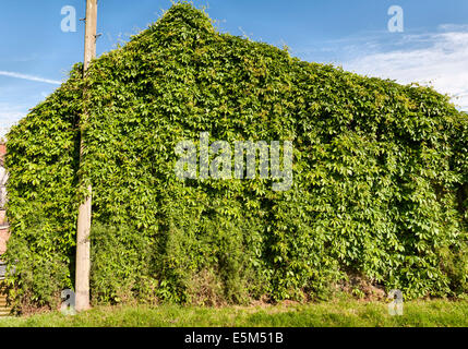 Russischer Wein (Fallopia baldschuanica), der eine alte Scheune vollständig bedeckt. Wegen seiner hohen Wachstumsrate auch als „Meile-a-Minute“ bekannt (Großbritannien) Stockfoto