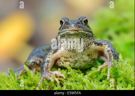 Europäische Grasfrosch (Rana Temporaria), North Rhine-Westphalia, Deutschland Stockfoto