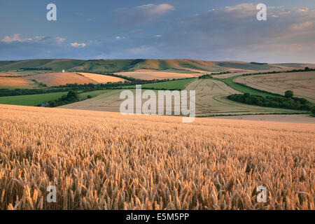 Ein Bereich der Weizen reif für die Ernte in den South Downs National Park in der Nähe von Lewes, East Sussex, England Stockfoto