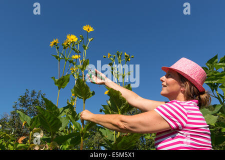 Frau pflücken Sonnenblumen im Garten Stockfoto