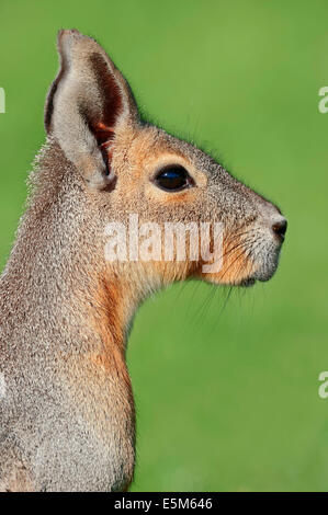 Patagonische Mara oder patagonischen Cavia (Dolichotis Patagonum) Stockfoto