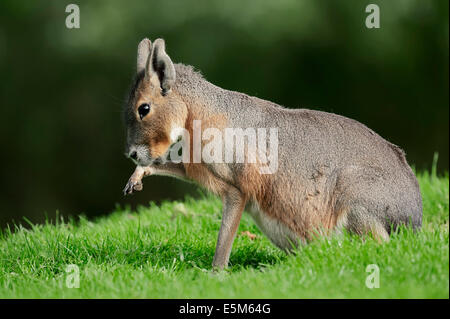 Patagonische Mara oder patagonischen Cavia (Dolichotis Patagonum) Stockfoto