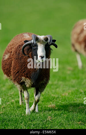 Jacob Sheep oder Jakobs Schafe (Ovis Ammon F. Aries), Weiblich Stockfoto