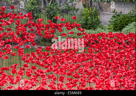 Der Tower of London, UK. 4. August 2014. Um den Verlust der britischen militärischen Todesfälle im 1. Weltkrieg gedenken, Blut Mehrfrequenzdarstellung Länder und Meere von Red von Paul Cummins verfügt über Tausende von Keramik Mohn Gießen aus dem Turm in den Burggraben und werden offiziell am 5. August bekannt gegeben. Insgesamt 888.246 Mohn wird mit der endgültigen Mohn gepflanzt am 11. November gepflanzt werden. Bildnachweis: Malcolm Park Leitartikel/Alamy Live-Nachrichten. Stockfoto