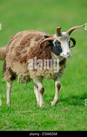 Jacob Sheep oder Jakobs Schafe (Ovis Ammon F. Aries) Stockfoto
