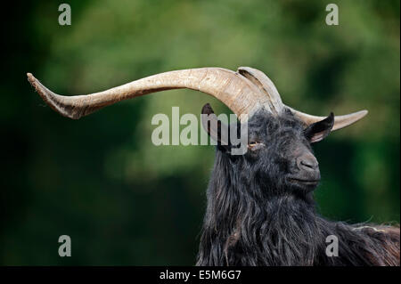 Walliser Blackneck Ziege (Capra Aegagrus F. Hircus), Männlich Stockfoto