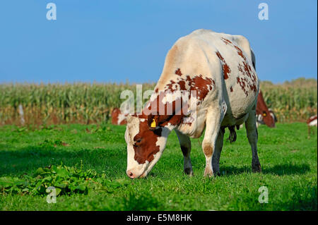 Holstein-Friesian Rinder (Bos Primigenius Taurus), Kuh auf der Weide, North Rhine-Westphalia, Deutschland Stockfoto