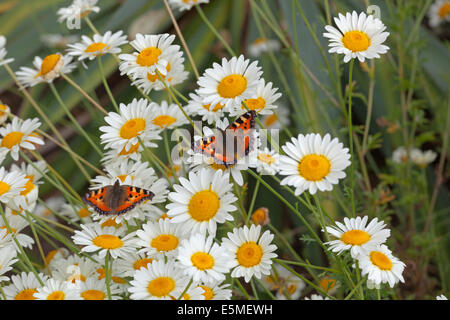 Kleiner Fuchs Schmetterlinge auf Anthemis Gänseblümchen im Blumengarten Norfolk Juli Stockfoto