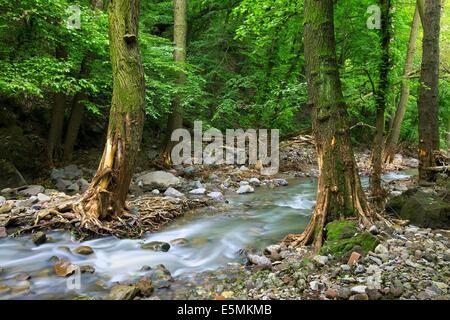 Stream Stockfoto