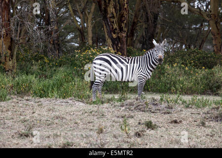 Ebenen Zebra (Equus Quagga, ehemals Equus Burchelli) Stockfoto