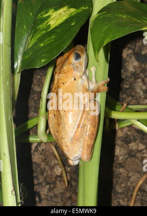Gemeinsamen Laubfrosch oder vier gesäumten Laubfrosch (Polypedates Leucomystax) Nahaufnahme Stockfoto
