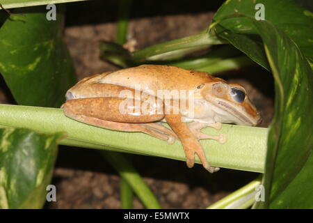 Gemeinsamen Laubfrosch oder vier gesäumten Laubfrosch (Polypedates Leucomystax) Nahaufnahme Stockfoto