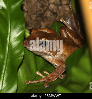 Gemeinsamen Laubfrosch oder vier gesäumten Laubfrosch (Polypedates Leucomystax) Nahaufnahme Stockfoto