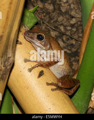 Gemeinsamen Laubfrosch oder vier gesäumten Laubfrosch (Polypedates Leucomystax) Nahaufnahme Stockfoto