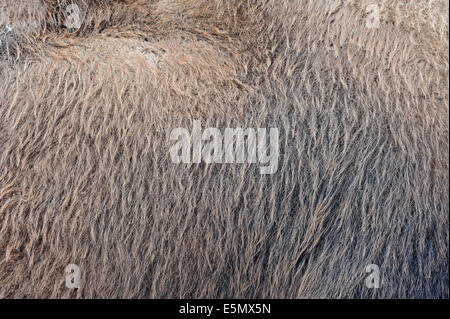 Baktrischen Kamel oder zwei bucklig Kamel (Camelus Bactrianus), Beschichten Detail Stockfoto