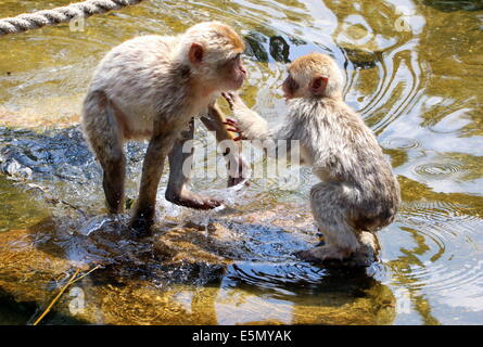 Zwei verspielten jungen Berberaffen (Macaca Sylvanus) Rowdy spielen in einem pool Stockfoto