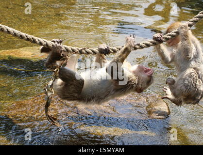 Zwei verspielten jungen Berberaffen (Macaca Sylvanus) laut spielen, während an einem Seil aufgehängt Stockfoto