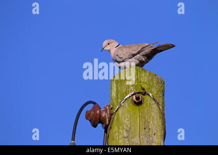 Collared Taube Streptopelia Decaocto thront auf Elektromasten Stockfoto