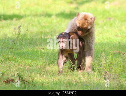 Zwei verspielten jungen Berberaffen (Macaca Sylvanus) in den Rasen im Sommer Stockfoto