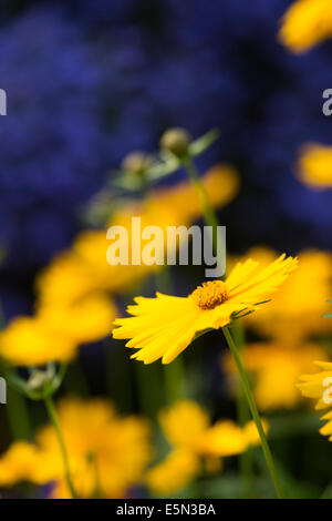 Coreopsis Grandiflora. Coreopsis Sonnentag Stockfoto